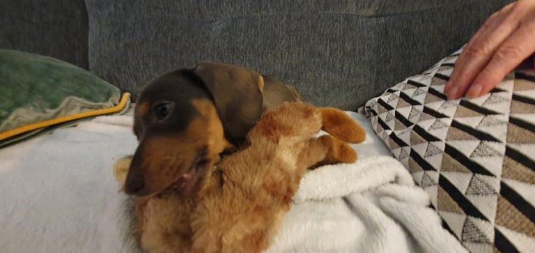 Adorable 2-Month-Old Dachshund Puppy - Seeking Loving Home