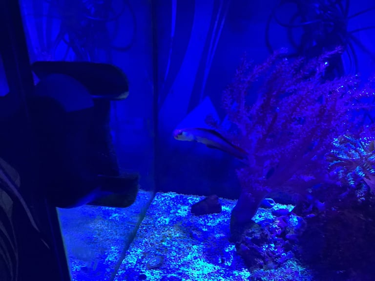 Contents of fish tank and accessories 