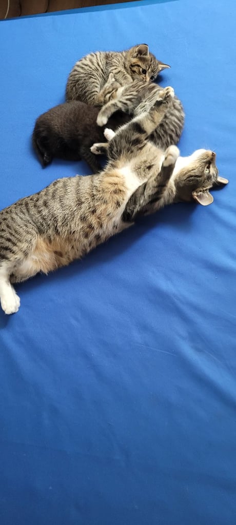  beautiful kitten male