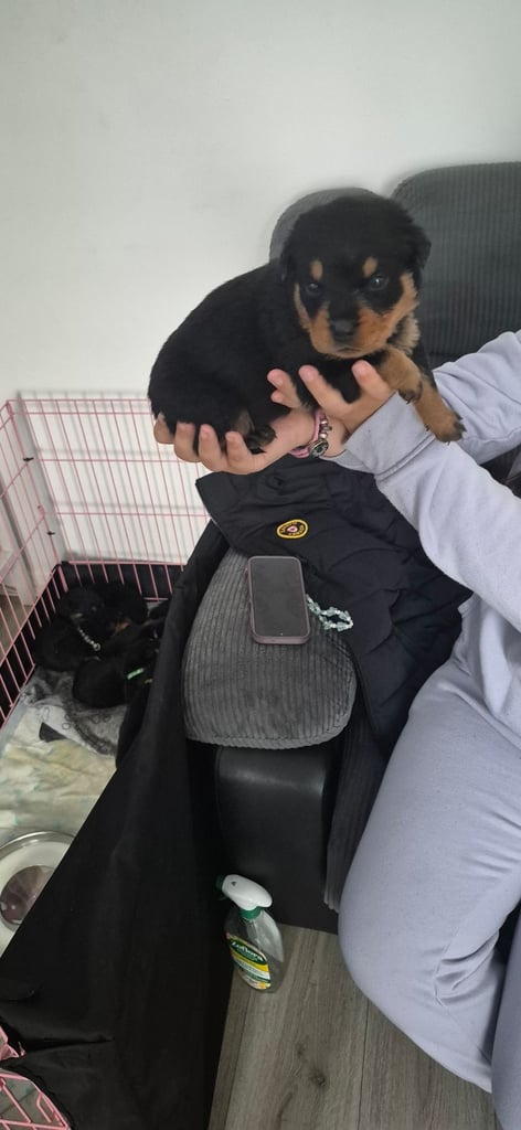 Rottweiler puppies