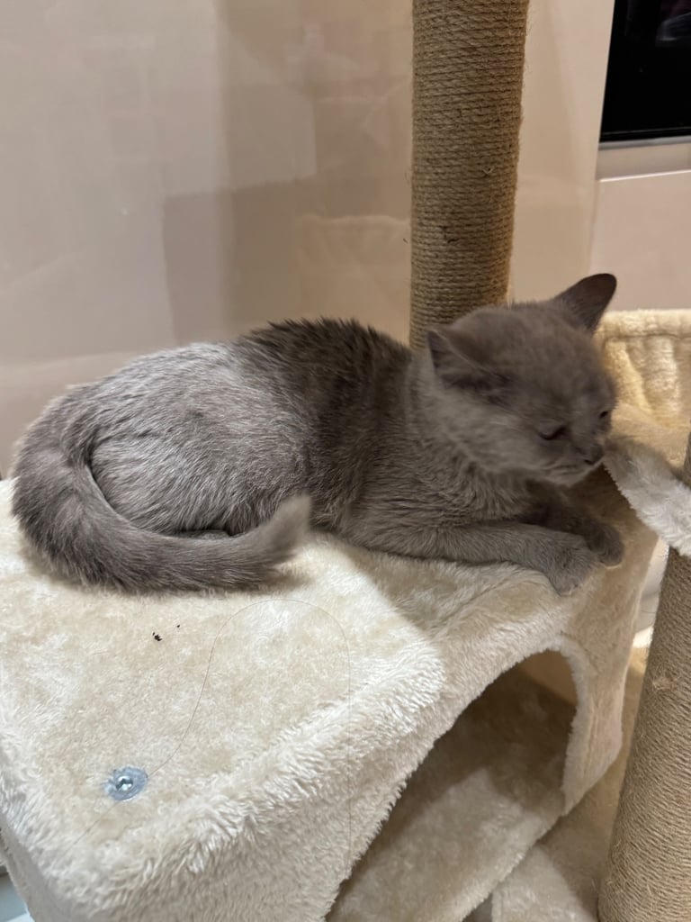 British short hair kittens 