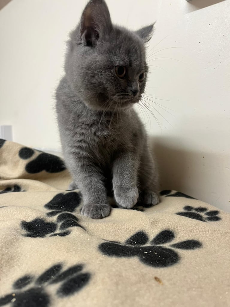 LAST ONE: READY NOW! Pedigree BSH kittens 