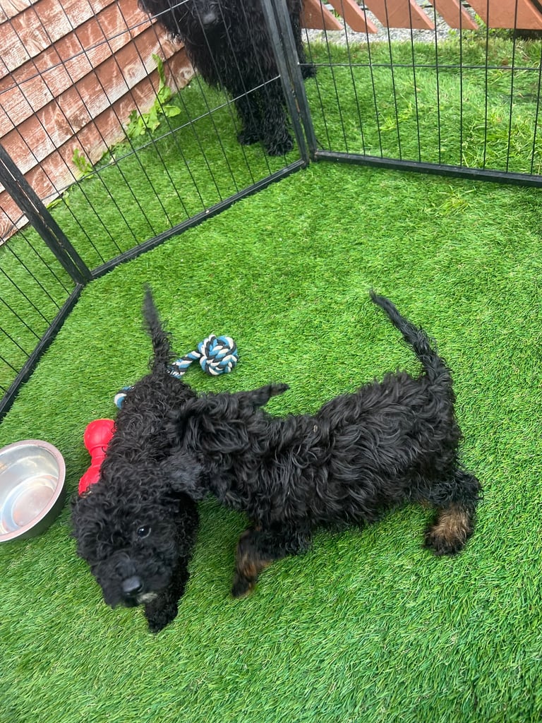 F2b cockapoos 
