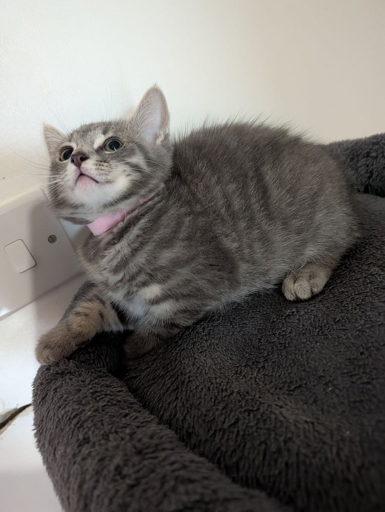 Gorgeous fluffy kittens 