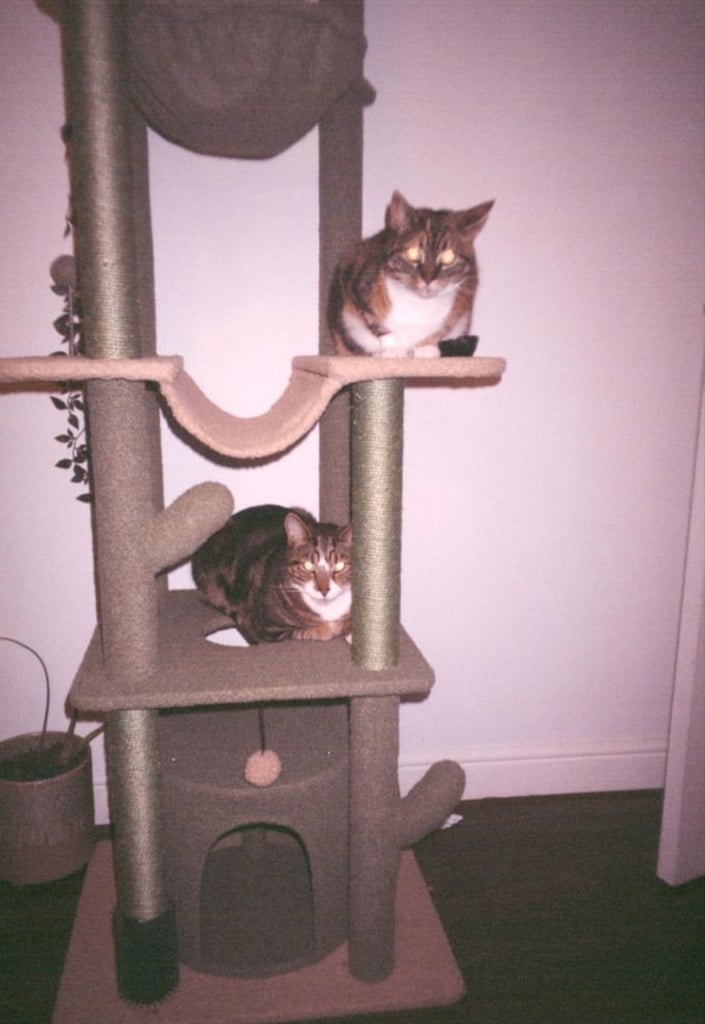 Tall Cat Tree - Ceiling height cat tower 