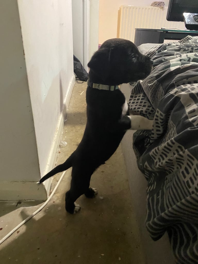 Cane corso x pressa canaro puppy’s 