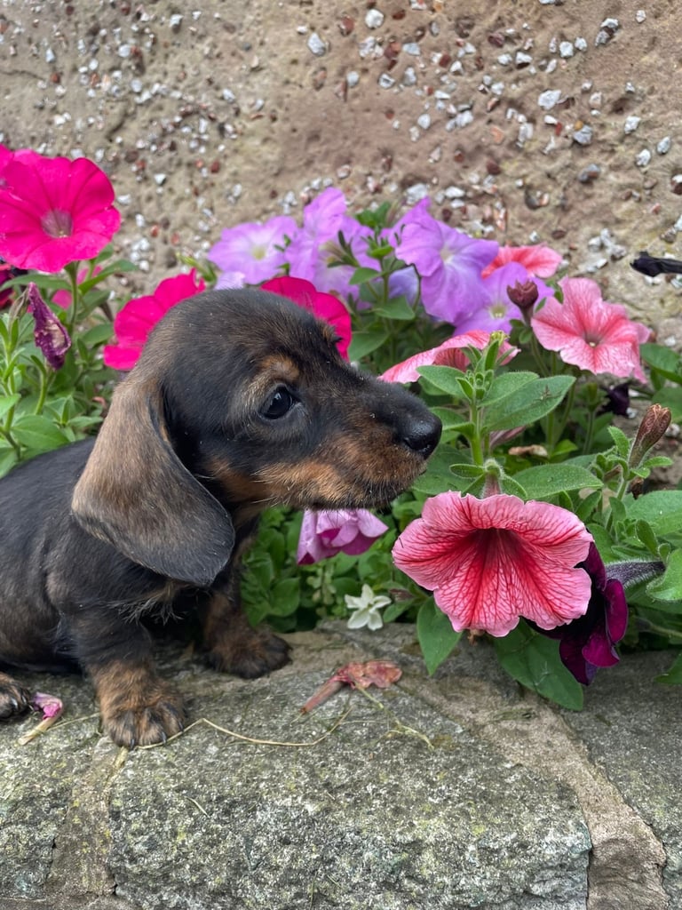 READY READY READY Adorable dachshund puppies