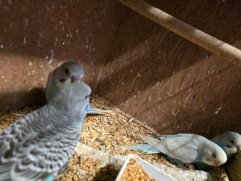 Baby Budgies For Sale