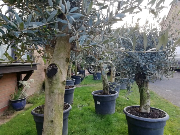 OLIVE TREES For SALE