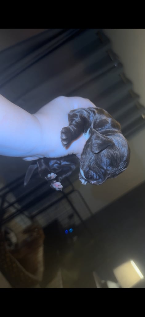 Cocker spaniel puppies