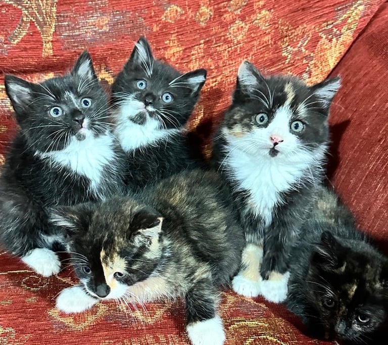 Kittens 