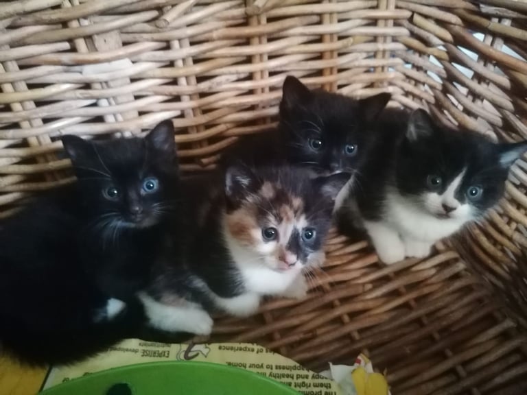 Kittens