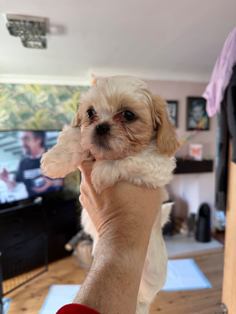 image for Shitsu puppies for sale