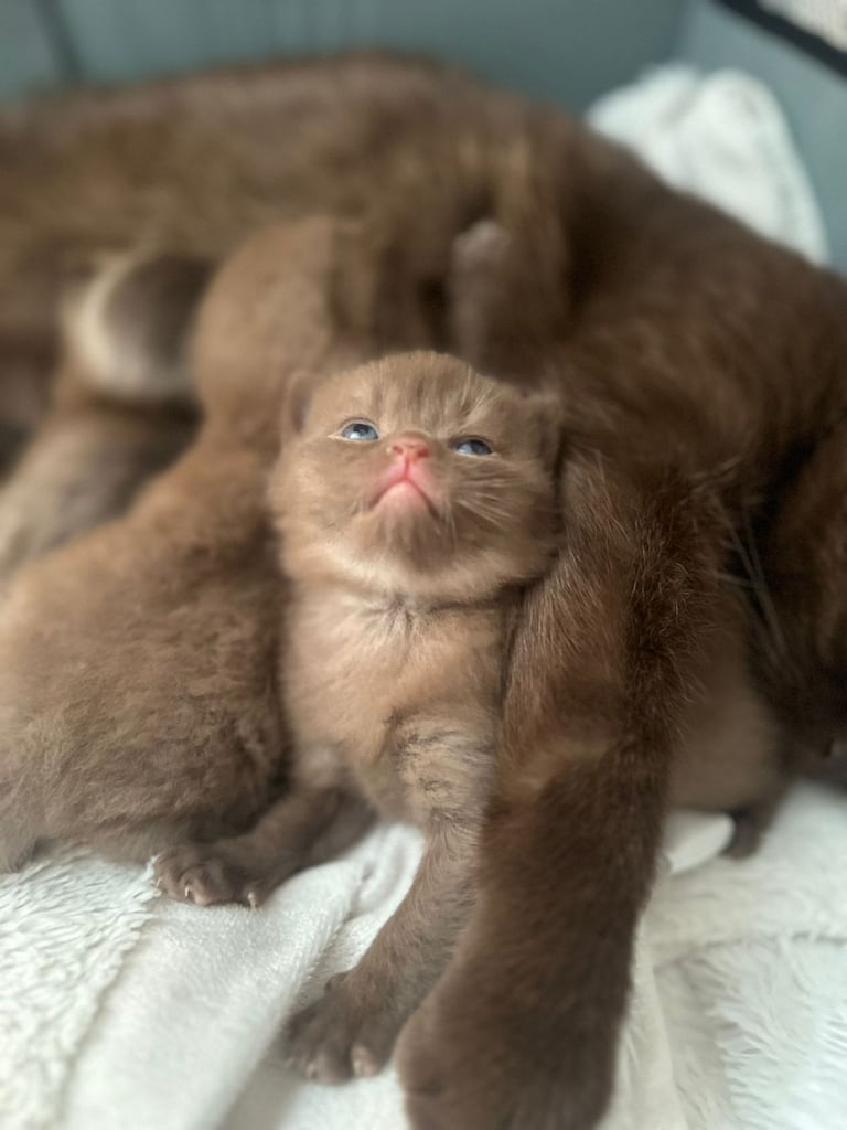 Brown and Lilac British Shorthair kittens