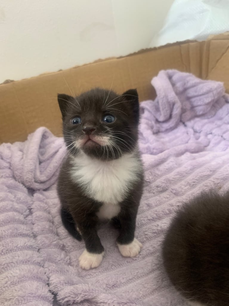 Kittens 