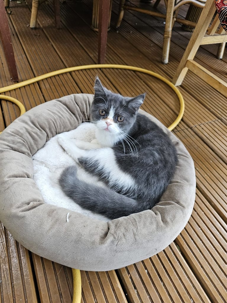Beautiful kittens for sale