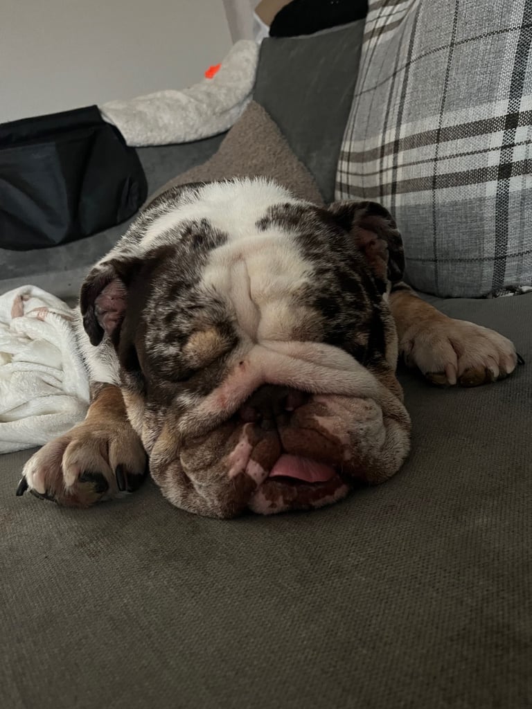 British Mearle Bulldog