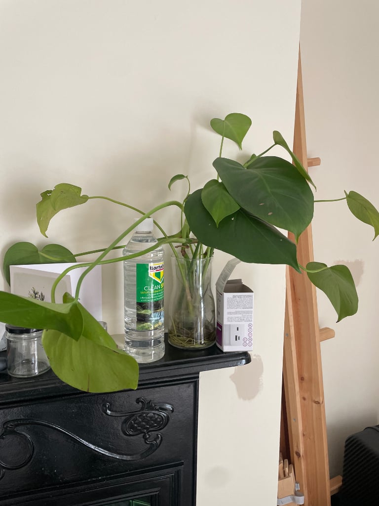image for House plants clear out! 