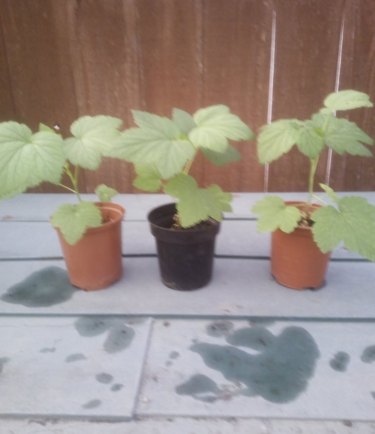 1 x Red Currant plant £4