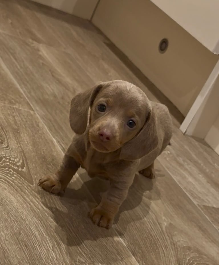 Miniature dachshund puppies