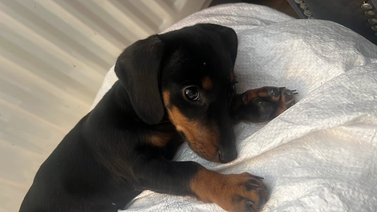 Miniature Dachshund female puppy