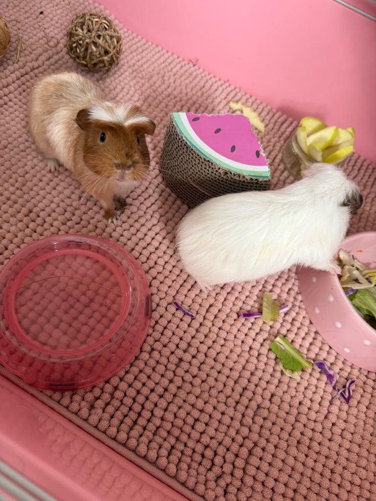 image for Guinea pigs few months old 