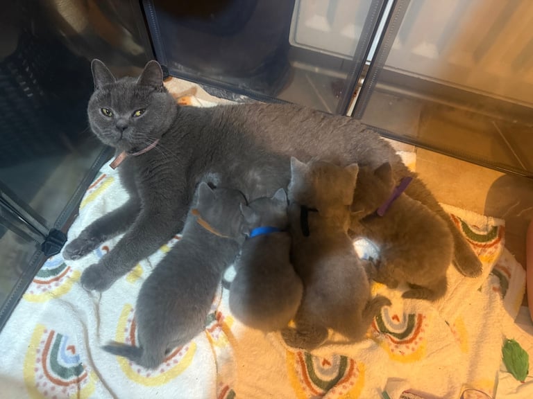 image for  British shorthair kittens 