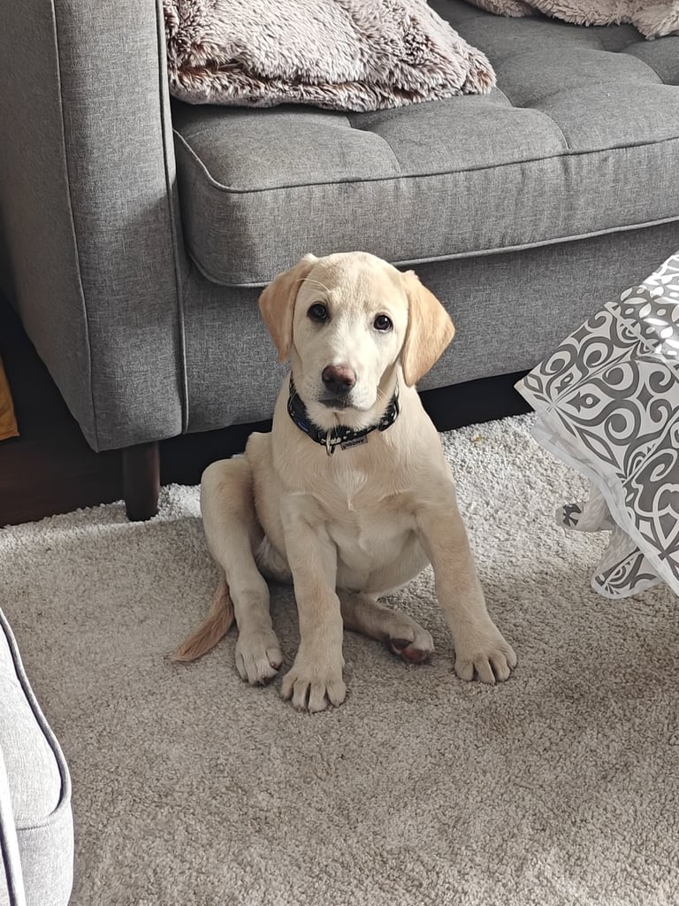 Beautiful Labrador puppy 🐶 