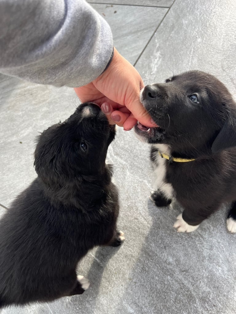 Labradors x Puppies for sale