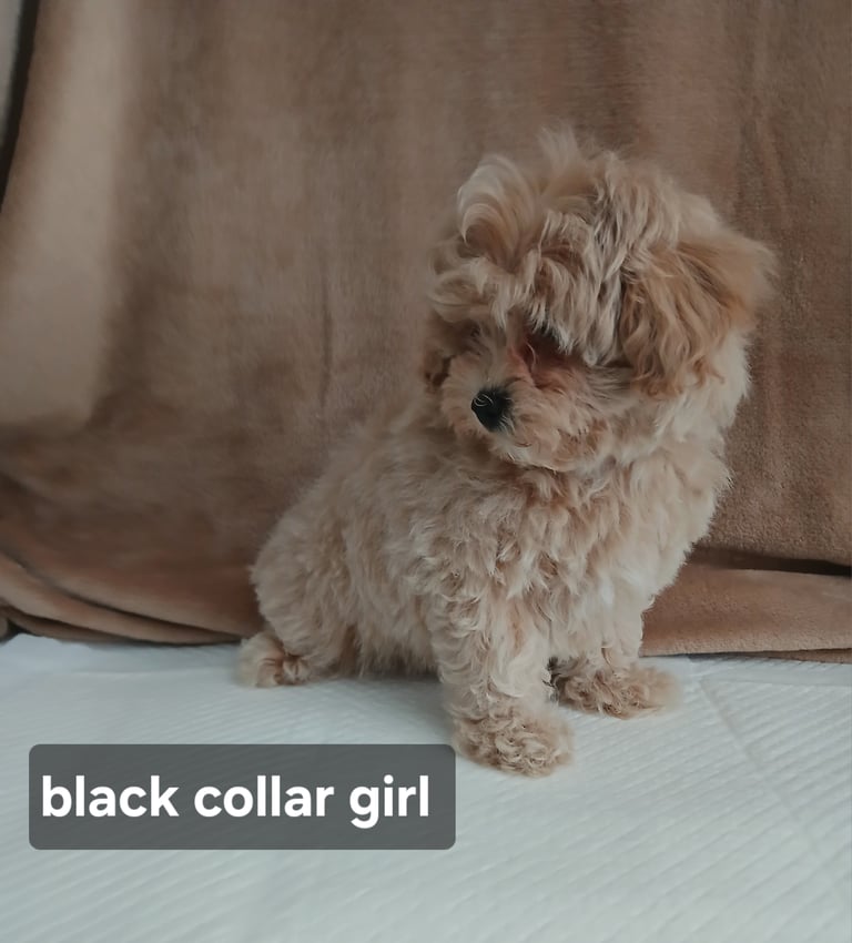 Stunning maltipoo pups 