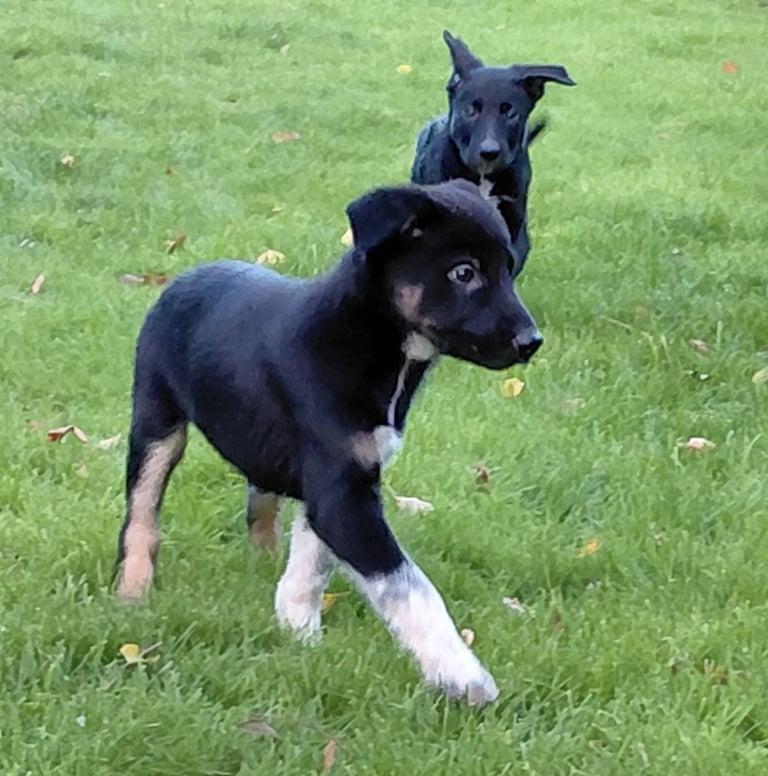 Border Collie x Kelpie Puppies 9 Weeks Old