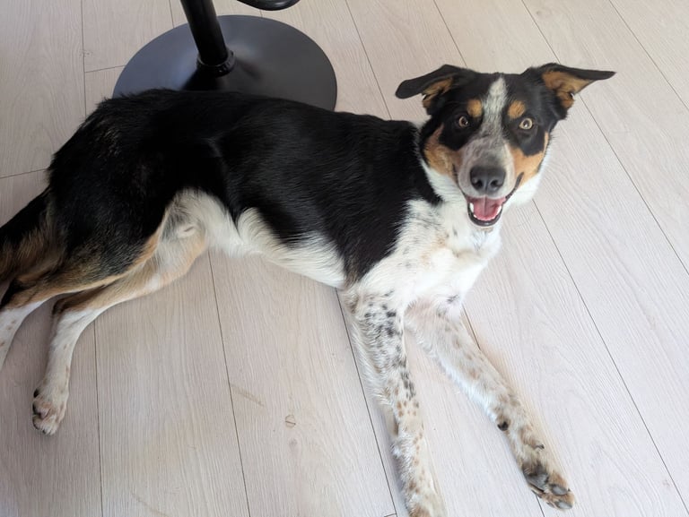 Male Border Collie Rehoming 