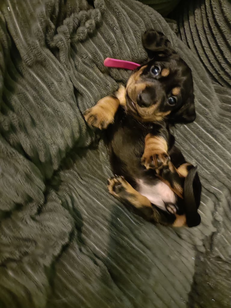 Miniature dachshund puppies 