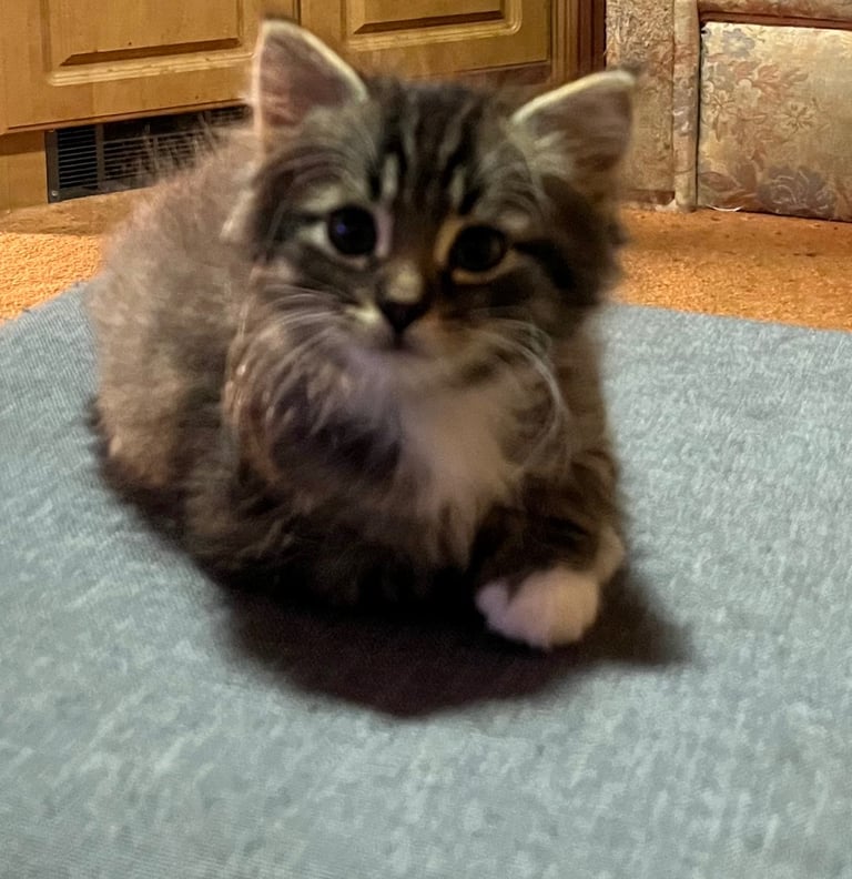 Siberian cross kittens 