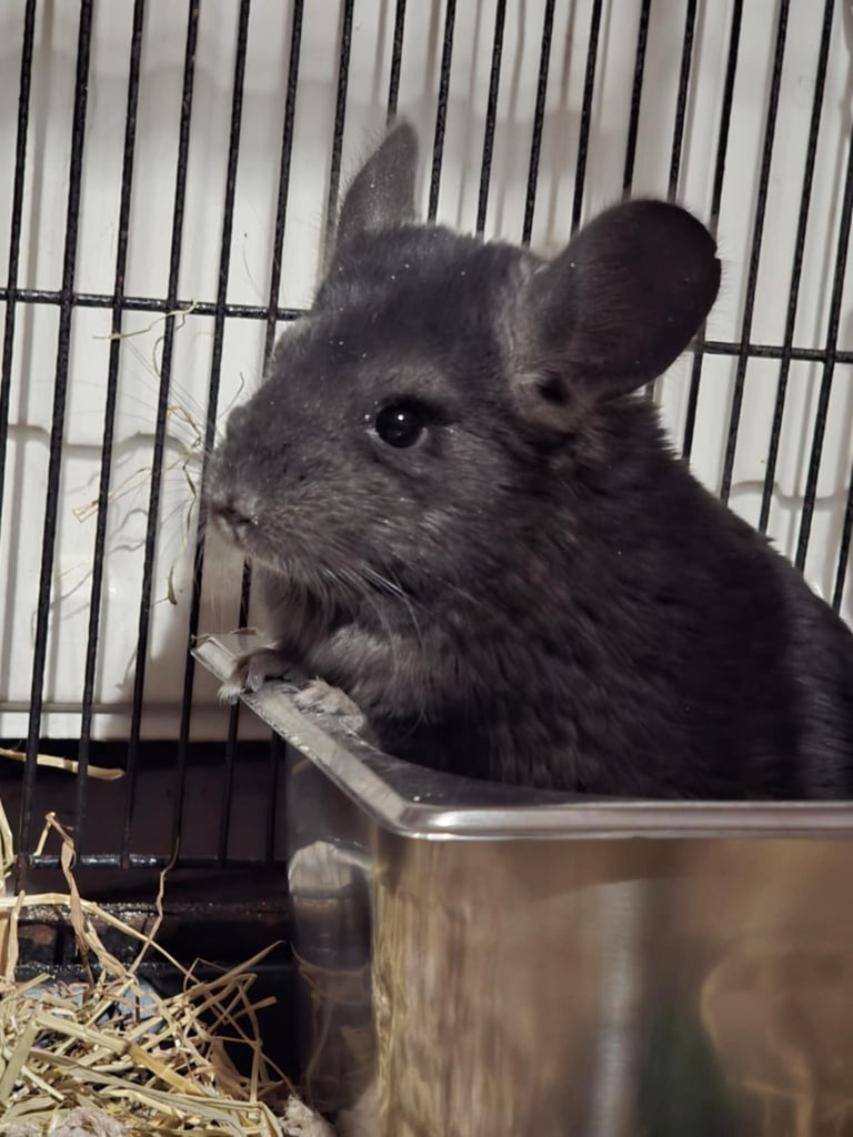 Female chinchilla 