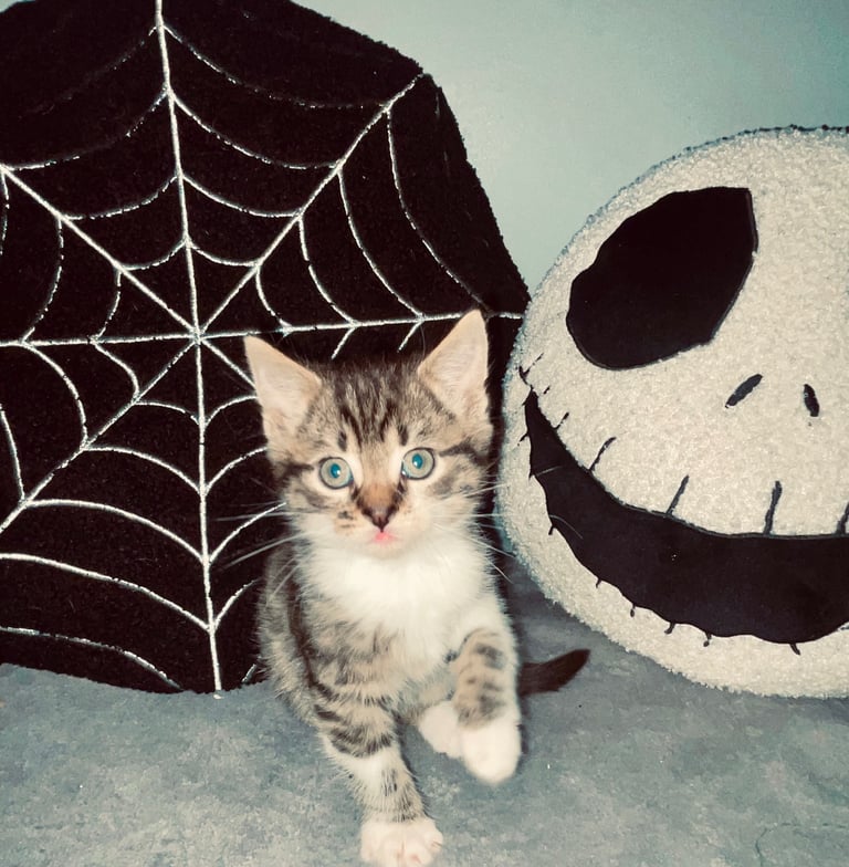 image for Kittens