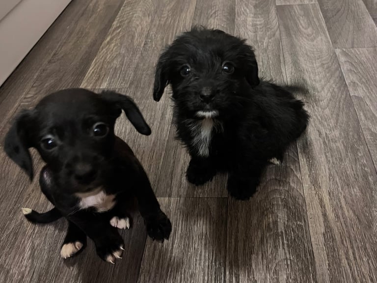 Pups for sale 