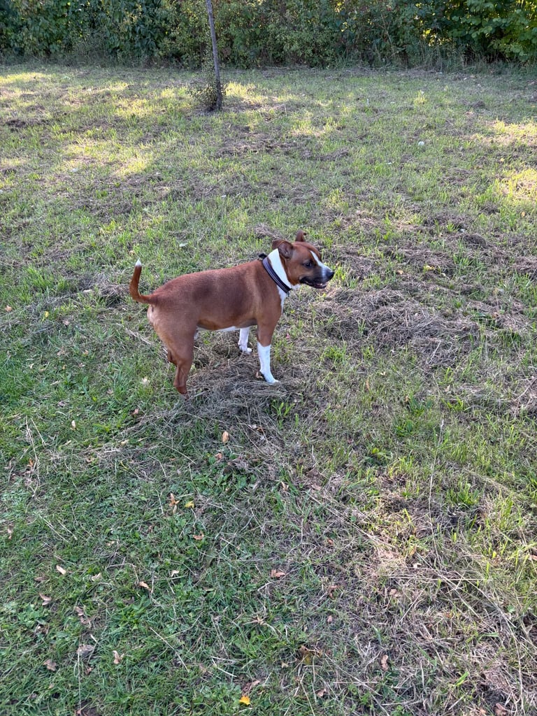 Beautiful Staffy cross