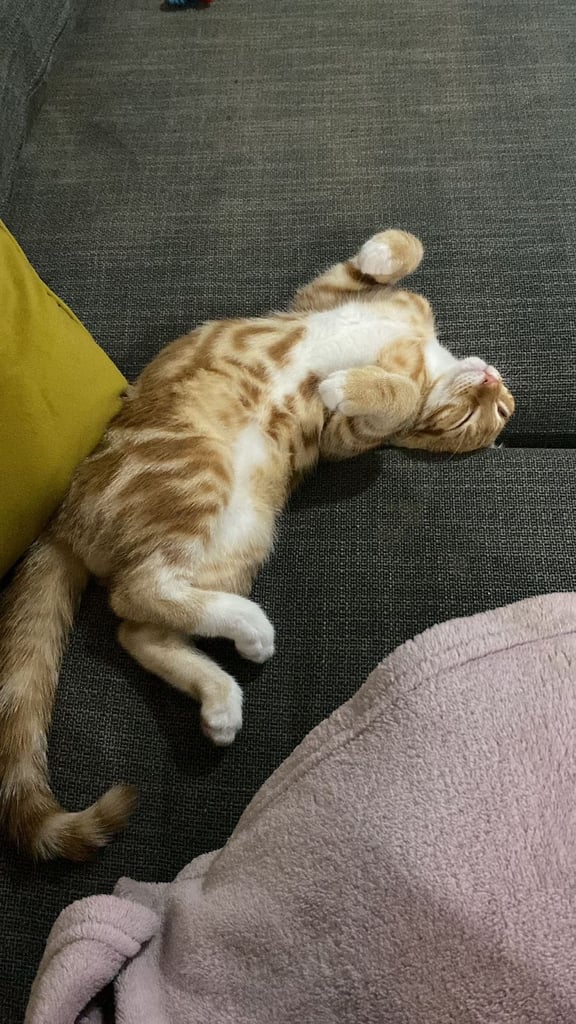 4 month old orange kitten for sale