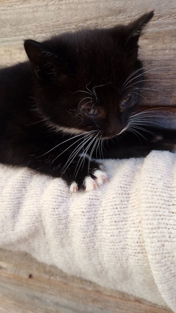 9 week old kittens