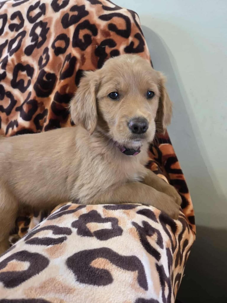 image for F1 Goldendoodle female pup
