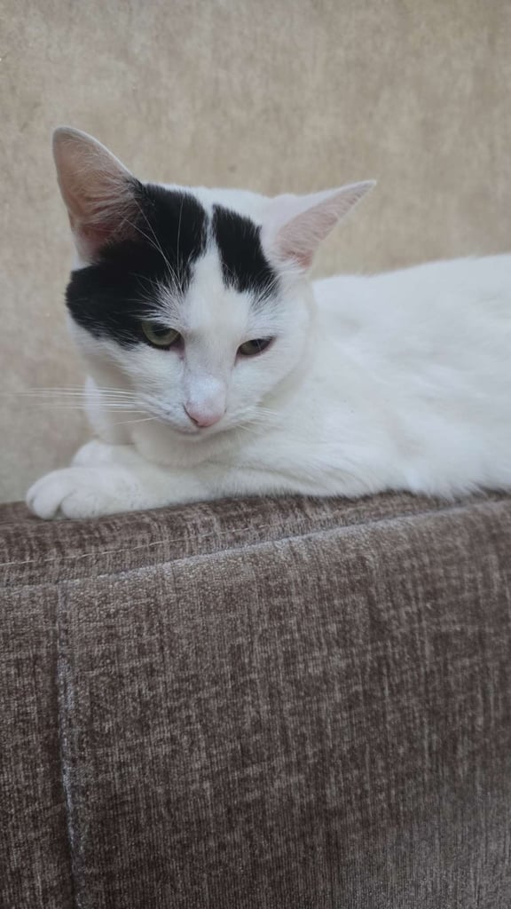  Cat for sale