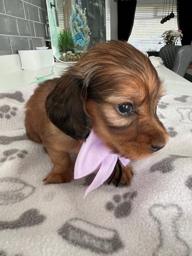 Pedigree family owned miniature longhaired dachshund puppy's in Southampton