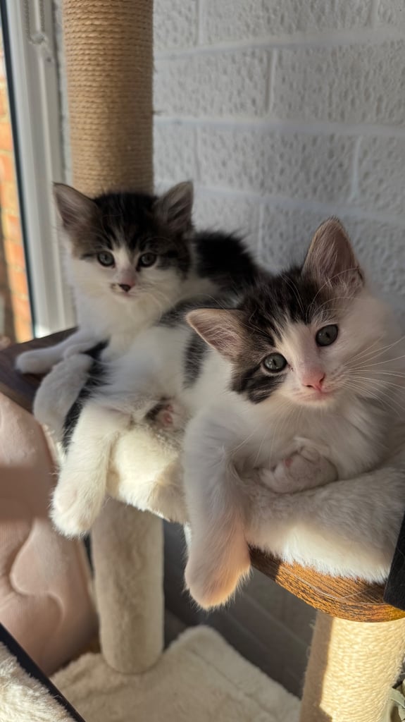 Ragdoll x Tuxedo polydactyl kittens 