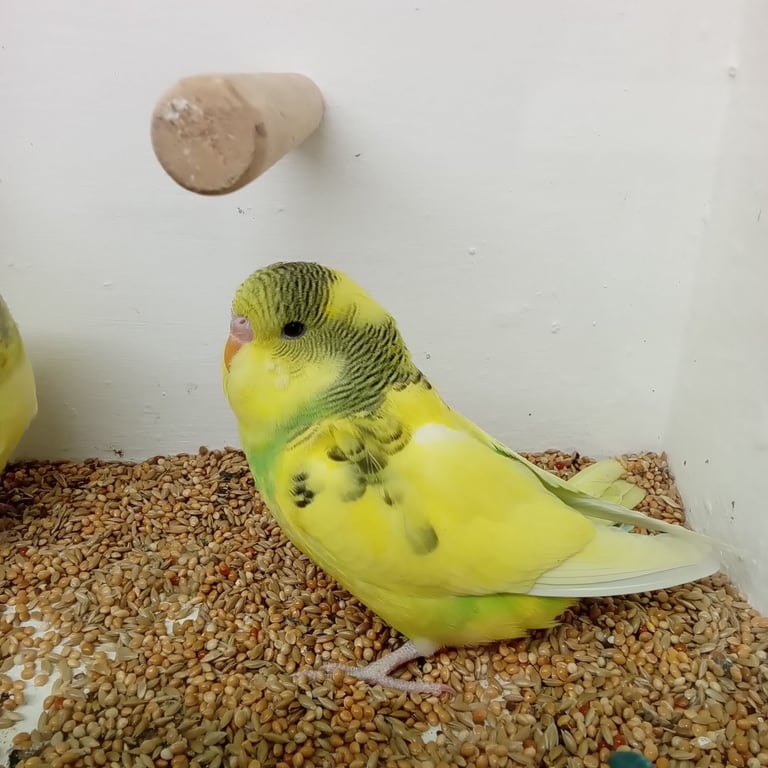 Nice young budgies for sale 