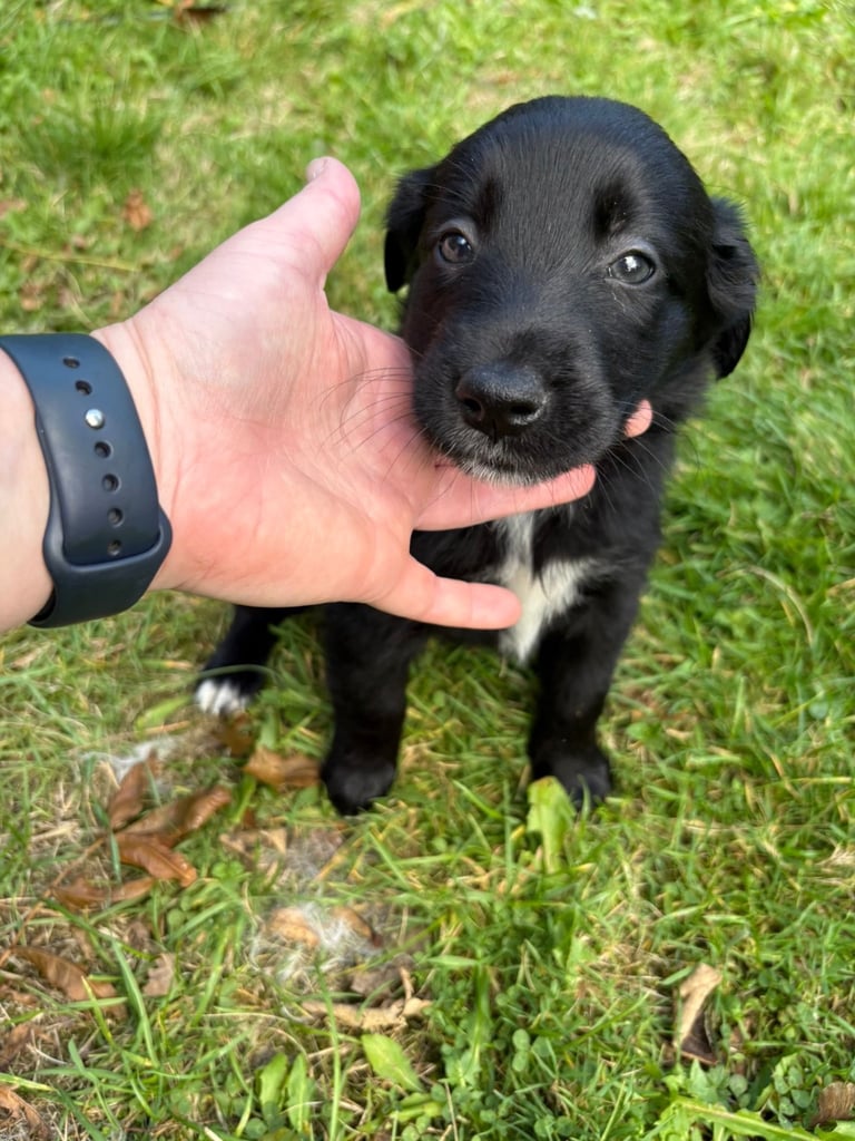 Collie x flat coat retriever puppies 