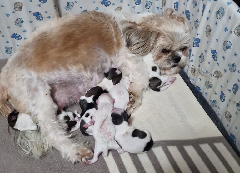 Meet Our Gorgeous Shih Tzu Puppies! 2 Girls & 5 Boys in Cardiff