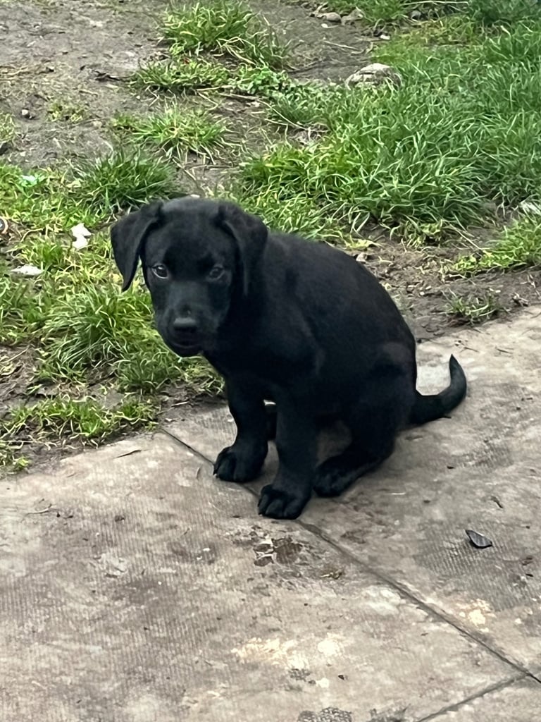 Lab cross dobe puppies last boy left