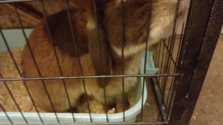 Male rabbit