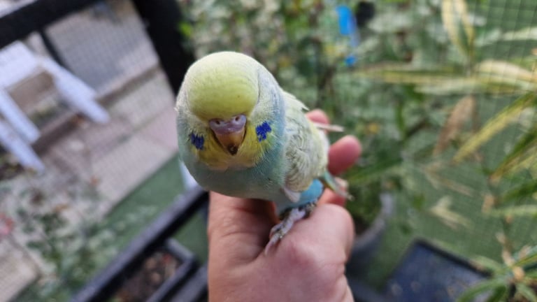 2x baby budgies £50 each